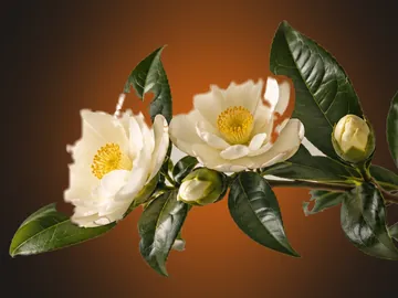 The camellia cutout on a dark background with an orange glow