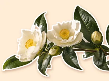 The camellia cutout with a thick white sticker outline