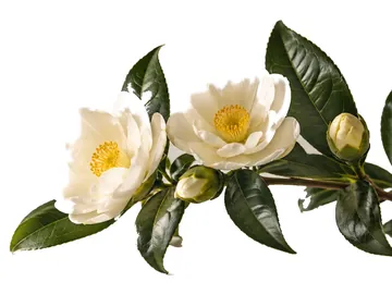 The camellia cutout on a plain white background