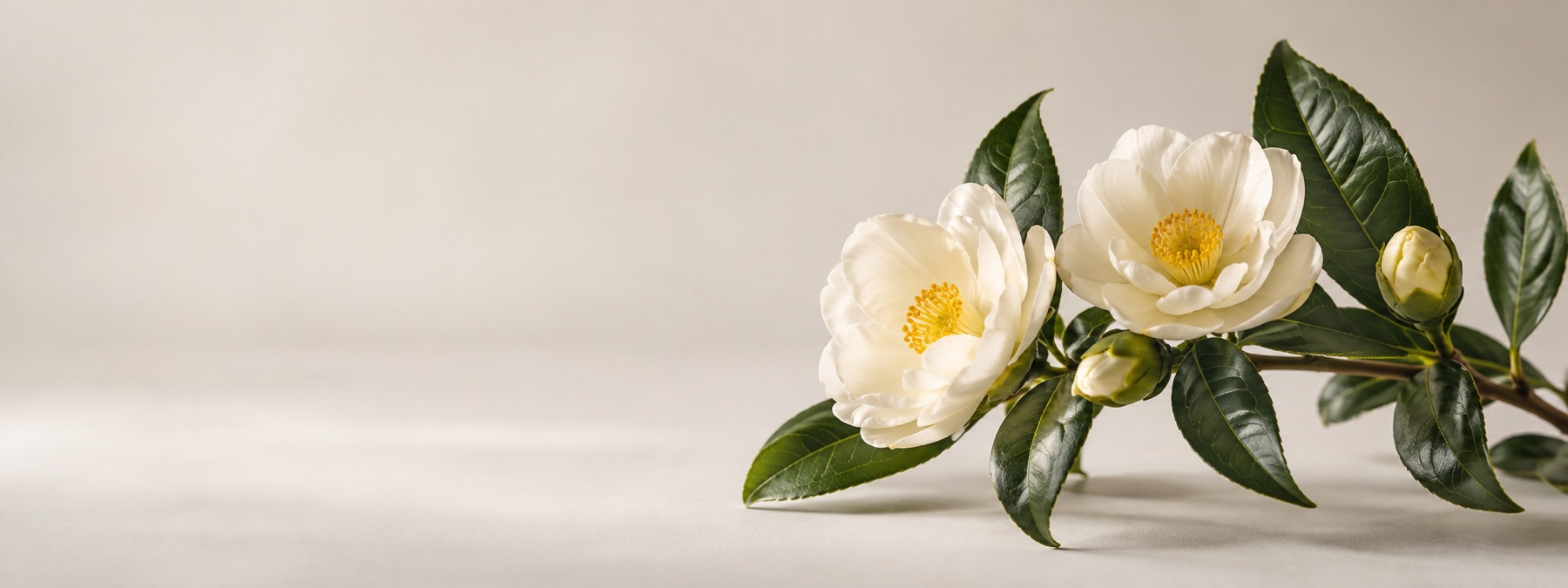 The original photograph: white camellias on a grey studio backdrop